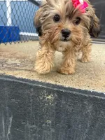 Pudding , a female Shorkie for sale in Whitman, MA – 2 of 3