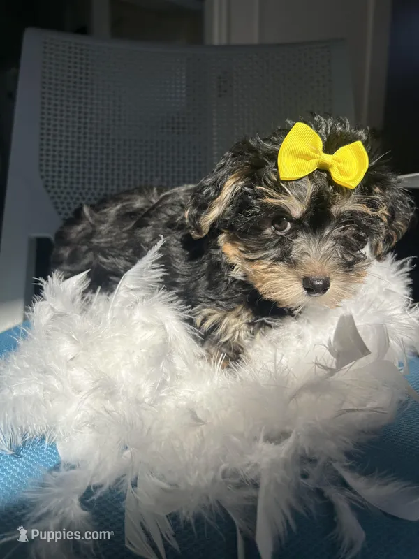 Polar  – Havanese, Yorkshire Terrier puppy for sale in Whitman, MA