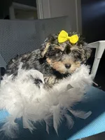 Polar , a female Havanese and Yorkshire Terrier for sale in Whitman, MA – Photo 2 of 3