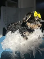 Polar , a female Havanese and Yorkshire Terrier for sale in Whitman, MA – Photo 3 of 3