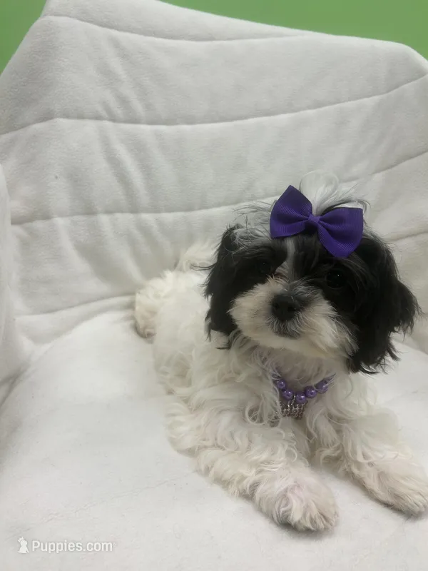 Luna – Mal Shi puppy for sale in Whitman, MA