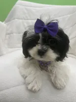 Luna, a female Mal Shi for sale in Whitman, MA – Photo 2 of 3