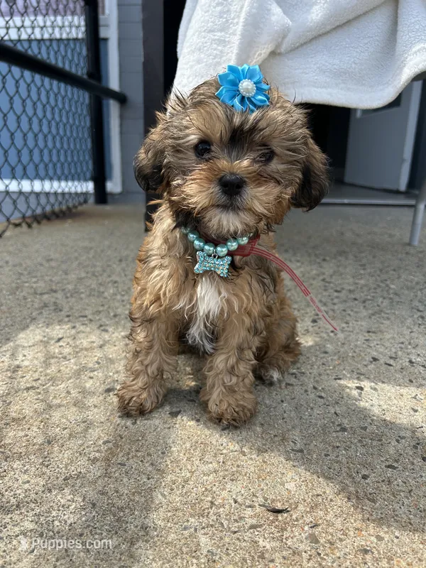 Magical , a male Shorkie for sale in Whitman, MA – 1 of 3
