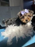 Trixie, a female Havanese and Yorkshire Terrier for sale in Whitman, MA – Photo 2 of 3