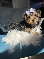 Trixie, a female Havanese and Yorkshire Terrier for sale in Whitman, MA – Photo 3 of 3