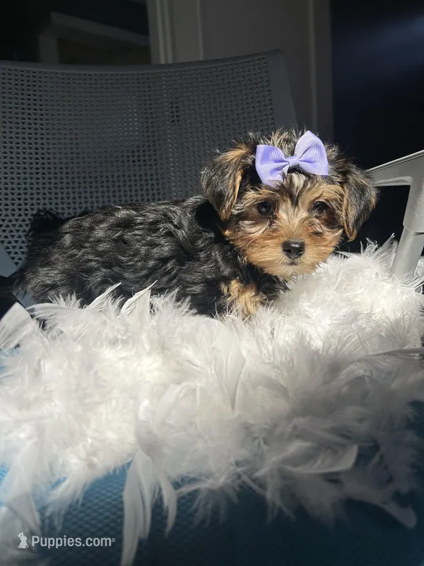 Trixie – Havanese, Yorkshire Terrier puppy for sale in Whitman, MA