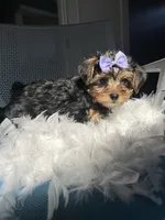 Trixie, a female Havanese and Yorkshire Terrier for sale in Whitman, MA – Photo 1 of 3
