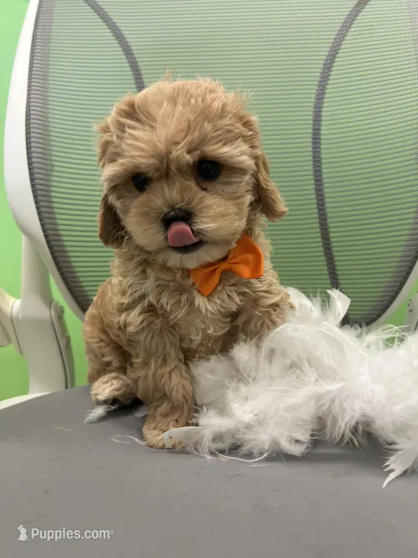 Coop – Bichon Frise, Shihpoo puppy for sale in Whitman, MA