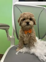 Coop, a male Bichon Frise and Shihpoo for sale in Whitman, MA – Photo 2 of 2