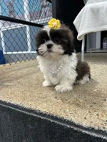 Penelope , a female Shih Tzu for sale in Whitman, MA – 3 of 3