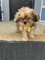 Sammy, a male Shorkie for sale in Whitman, MA – 3 of 3