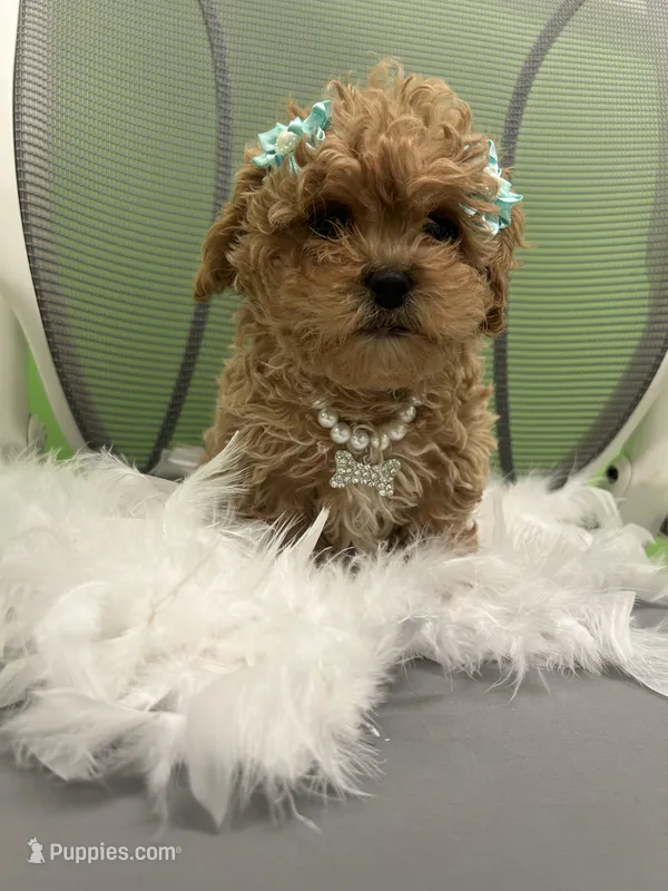 Coco – Cavapoo, Shih Tzu puppy for sale in Whitman, MA