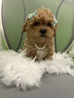 Coco, a female Cavapoo and Shih Tzu for sale in Whitman, MA – 1 of 2