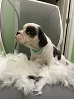 Moon, a male English Bulldog for sale in Whitman, MA – 2 of 3