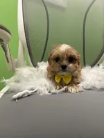 Bam bam , a male Shihpoo and Cavalier King Charles Spaniel for sale in Whitman, MA – 3 of 4