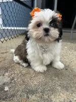 Cherry, a female Shih Tzu for sale in Whitman, MA – 2 of 3