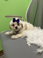 Tulip , a female Shihpoo and Cavalier King Charles Spaniel for sale in Whitman, MA – 2 of 3