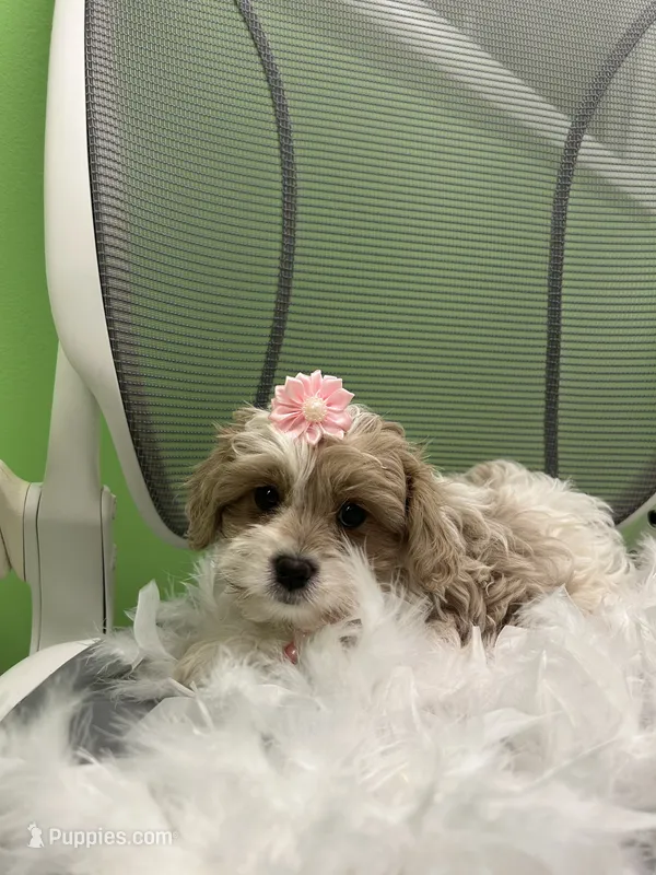 Mariah  – Cavapoo, Shih Tzu puppy for sale in Whitman, MA