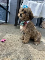 Magical , a male Shorkie for sale in Whitman, MA – 2 of 3