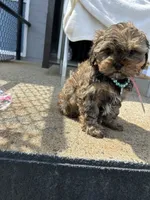 Marco , a male Shorkie for sale in Whitman, MA – 2 of 2