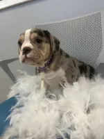 Star, a male English Bulldog for sale in Whitman, MA – Photo 2 of 3