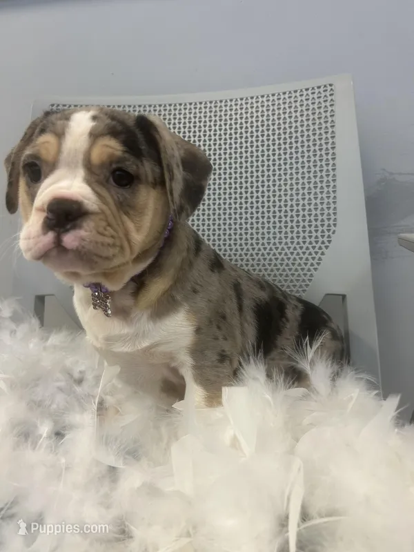 Star – English Bulldog puppy for sale in Whitman, MA