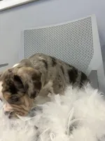 Star, a male English Bulldog for sale in Whitman, MA – Photo 3 of 3