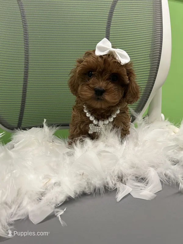 Cherry  – Japanese Chin, Shih Tzu puppy for sale in Whitman, MA