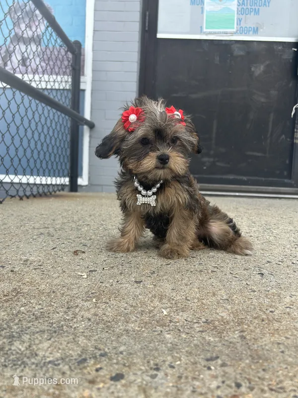 Rose  – Shorkie puppy for sale in Whitman, MA