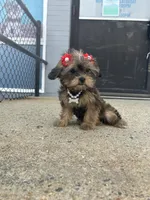 Rose , a female Shorkie for sale in Whitman, MA – 1 of 4