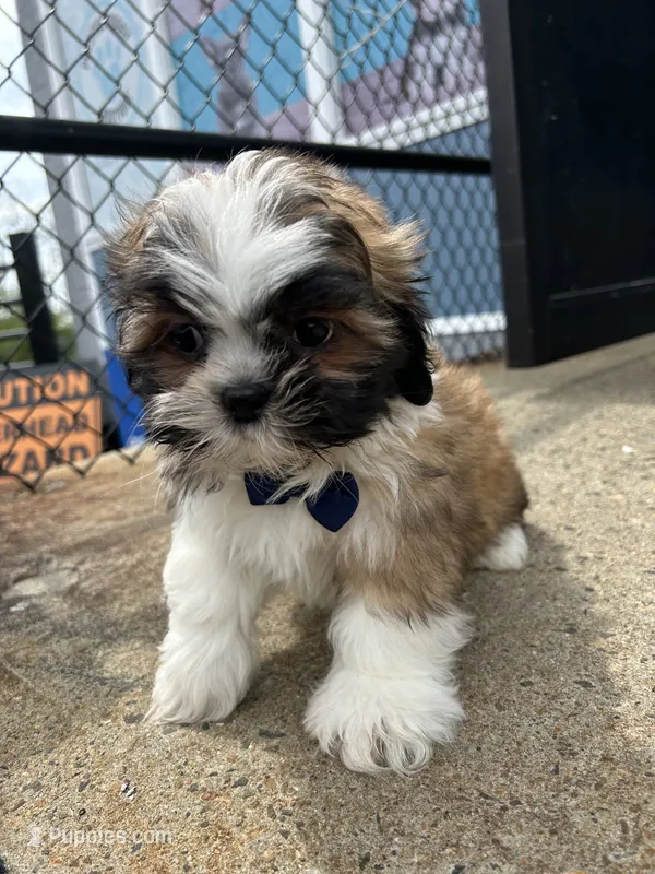 Orange  – Shih Tzu puppy for sale in Whitman, MA