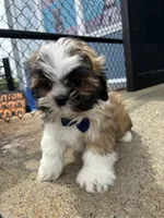 Orange , a male Shih Tzu for sale in Whitman, MA – 1 of 3