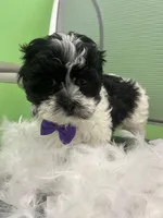 Hawaii, a male Mal Shi for sale in Whitman, MA – Photo 3 of 3