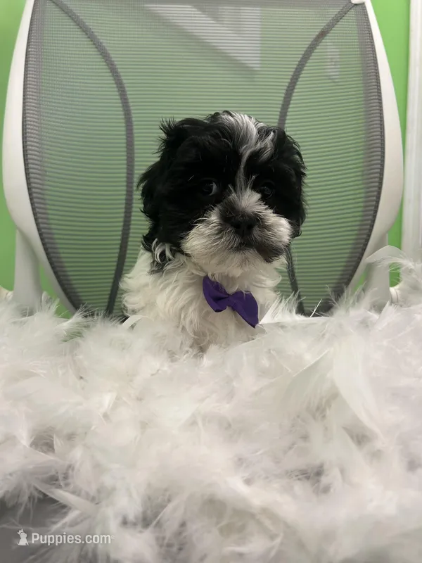 Hawaii – Mal Shi puppy for sale in Whitman, MA