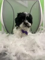 Hawaii, a male Mal Shi for sale in Whitman, MA – Photo 1 of 3