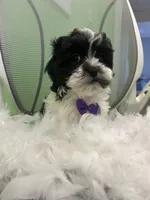 Hawaii, a male Mal Shi for sale in Whitman, MA – Photo 2 of 3