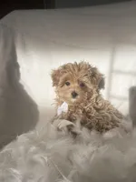 Pablo , a female Poodle - Toy  and Morkie for sale in Whitman, MA – Photo 2 of 3