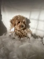 Pablo , a female Poodle - Toy  and Morkie for sale in Whitman, MA – Photo 3 of 3