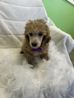 Max, a female Poodle - Toy  for sale in Whitman, MA – Photo 2 of 3