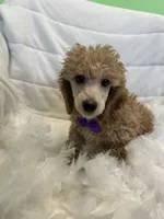 Max, a female Poodle - Toy  for sale in Whitman, MA – Photo 3 of 3