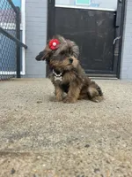 Rose , a female Shorkie for sale in Whitman, MA – 3 of 4