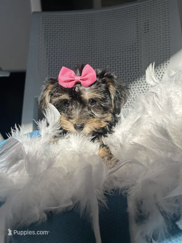 Miracle  – Havanese, Yorkshire Terrier puppy for sale in Whitman, MA