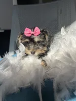 Miracle , a female Havanese and Yorkshire Terrier for sale in Whitman, MA – Photo 1 of 3