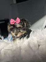 Miracle , a female Havanese and Yorkshire Terrier for sale in Whitman, MA – Photo 2 of 3