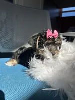 Miracle , a female Havanese and Yorkshire Terrier for sale in Whitman, MA – Photo 3 of 3