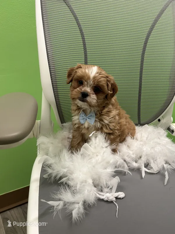 Miles  – Shihpoo, Cavalier King Charles Spaniel puppy for sale in Whitman, MA