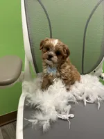 Miles , a male Shihpoo and Cavalier King Charles Spaniel for sale in Whitman, MA – 1 of 3