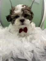 Benny, a male Mal Shi for sale in Whitman, MA – Photo 2 of 3