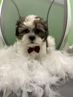 Benny, a male Mal Shi for sale in Whitman, MA – Photo 3 of 3