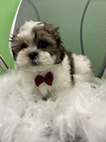 Benny, a male Mal Shi for sale in Whitman, MA – Photo 1 of 3